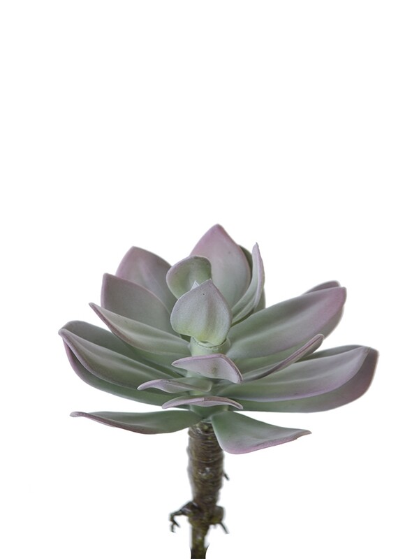 8” AEONIUM PICK - MV