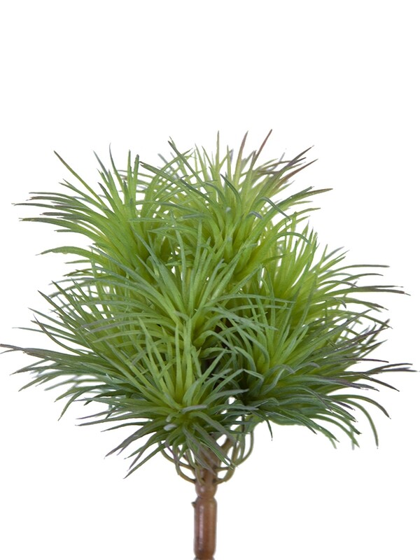 5” TILLANDSIA PICK GR