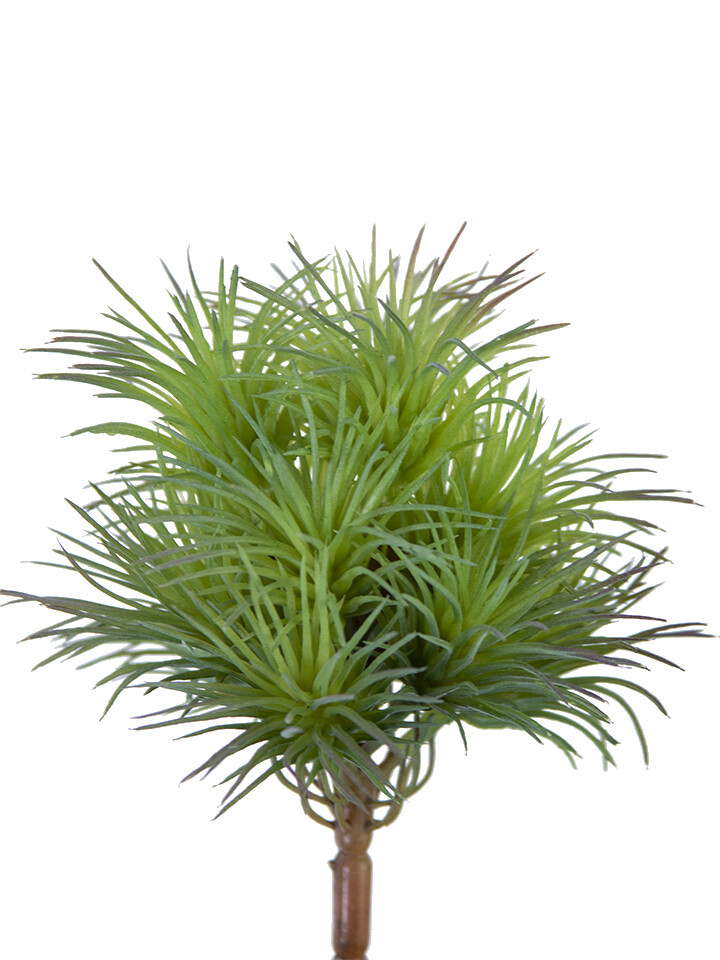 5” TILLANDSIA PICK GR