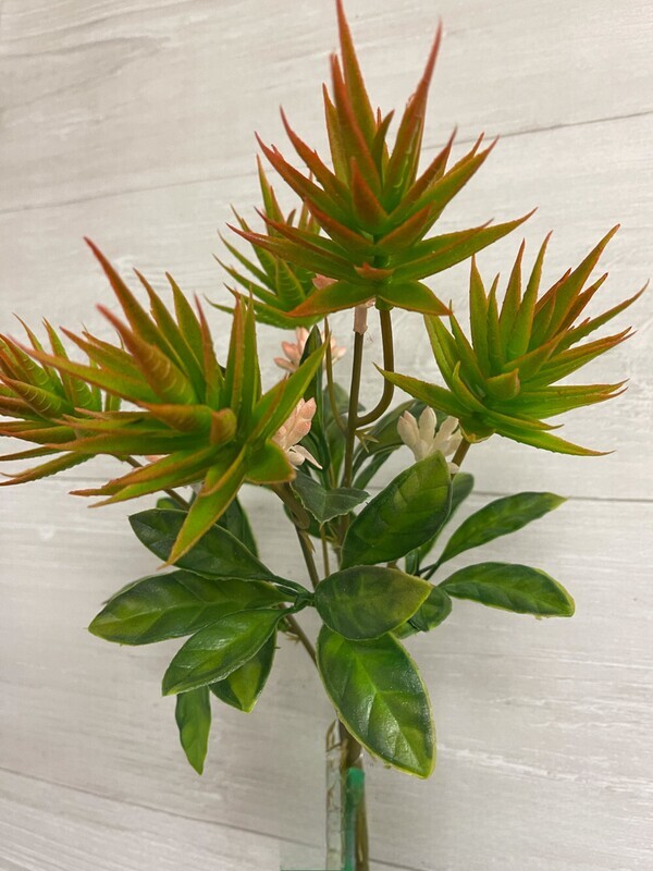 CACTUS BUSH x5 - BRGN