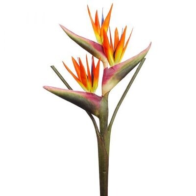 Tropicals
