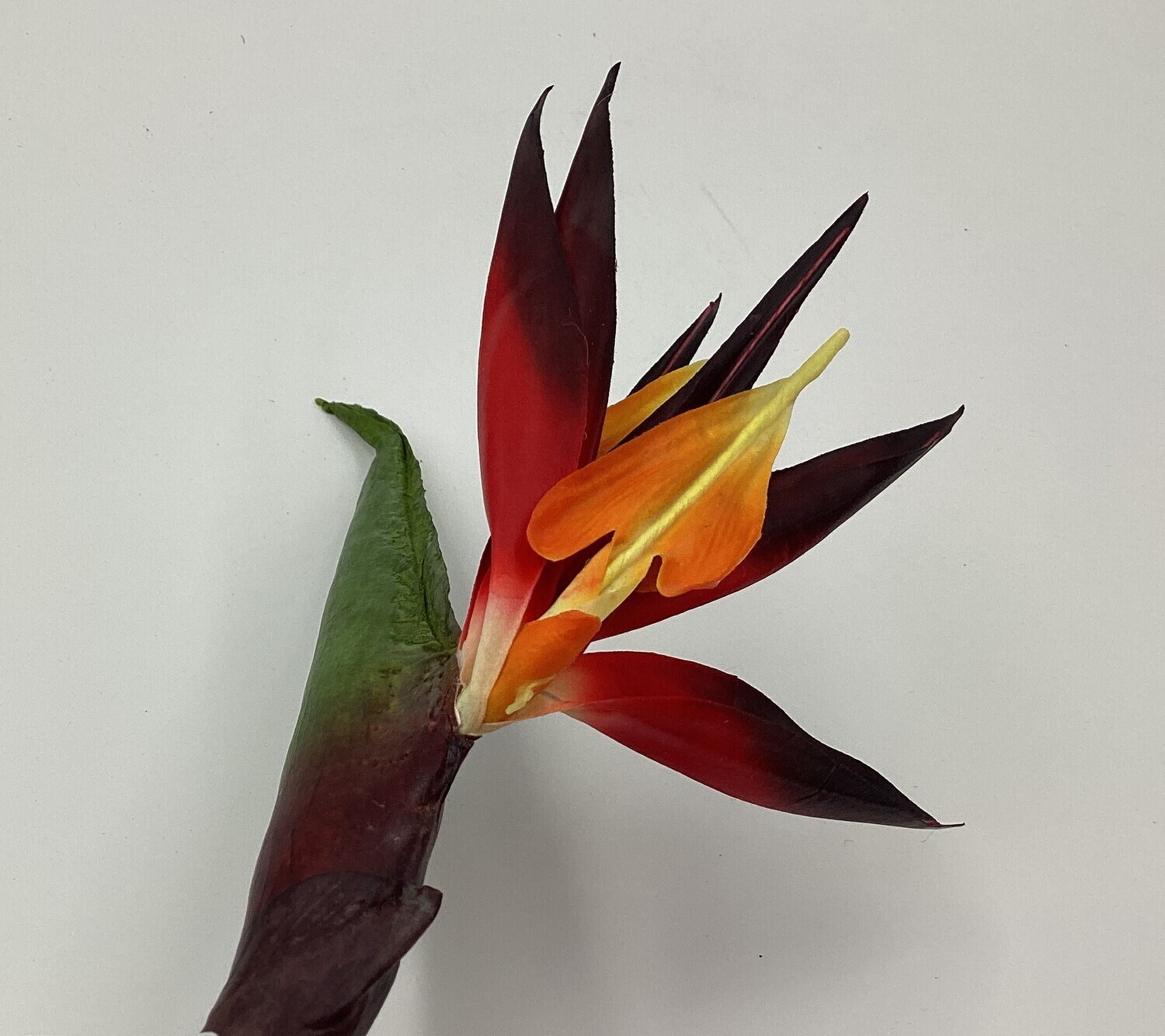 37&quot;BIRD OF PARADISE SP.OR