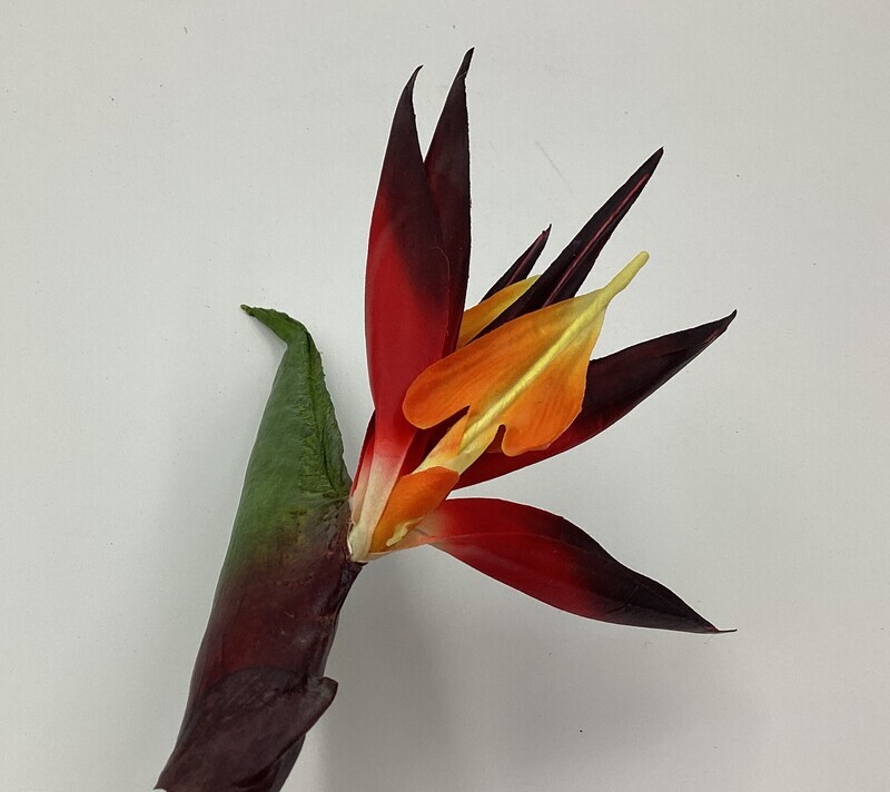 37&quot;BIRD OF PARADISE SP.OR
