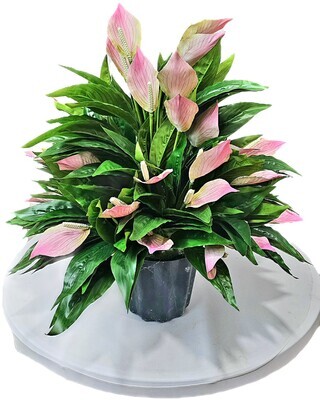 Anthurium Tropical plant