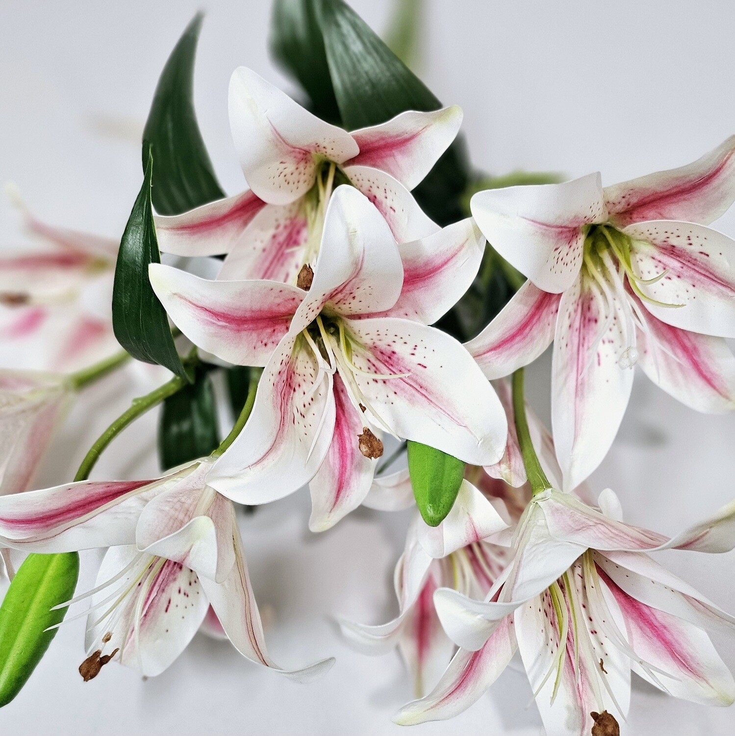 Lily Bush x9 WH RD