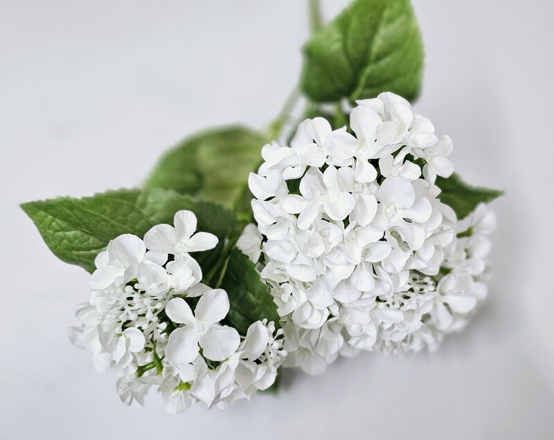 Hydrangea Bush x5 CR