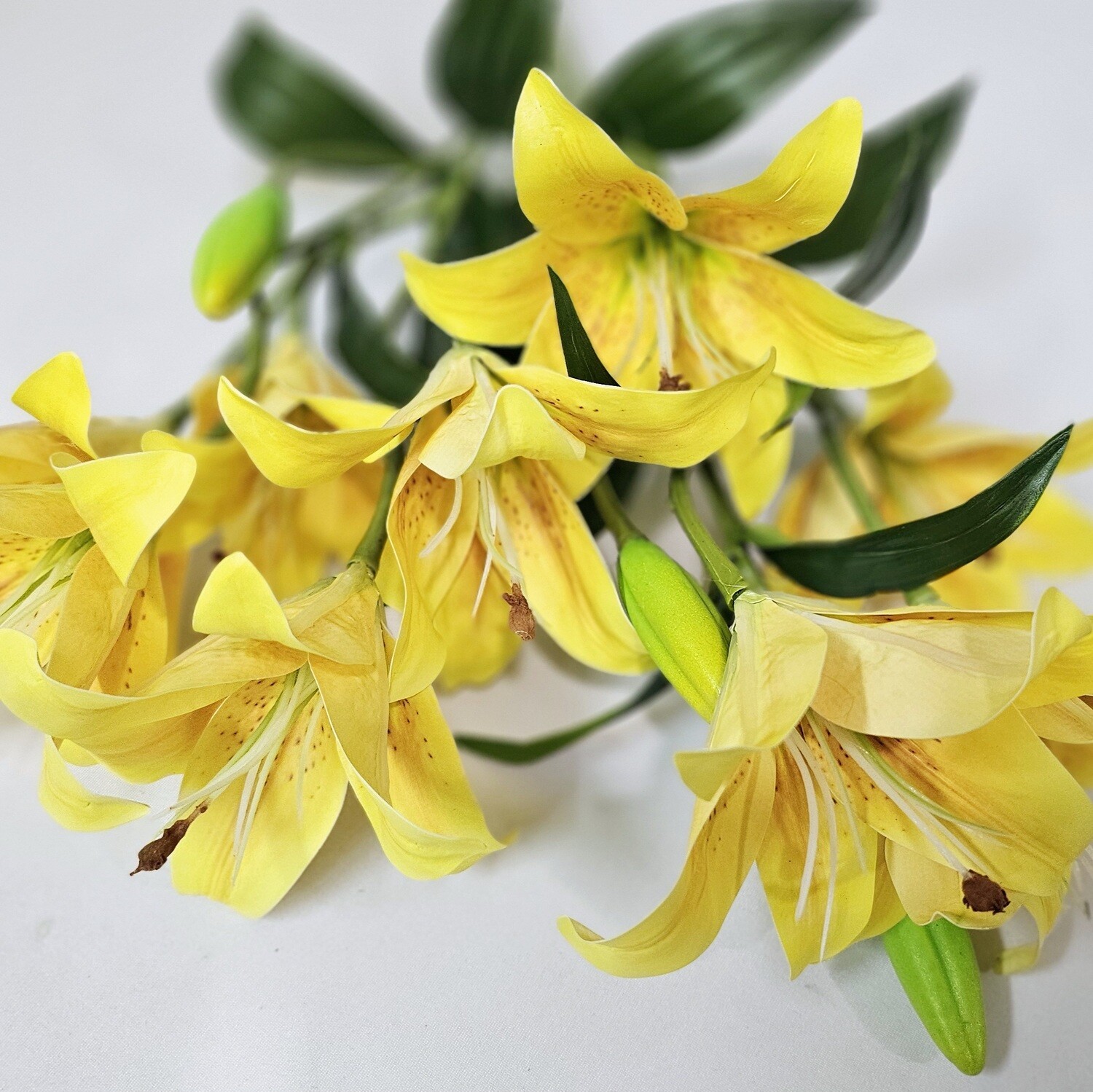Lily Bush x9 YL