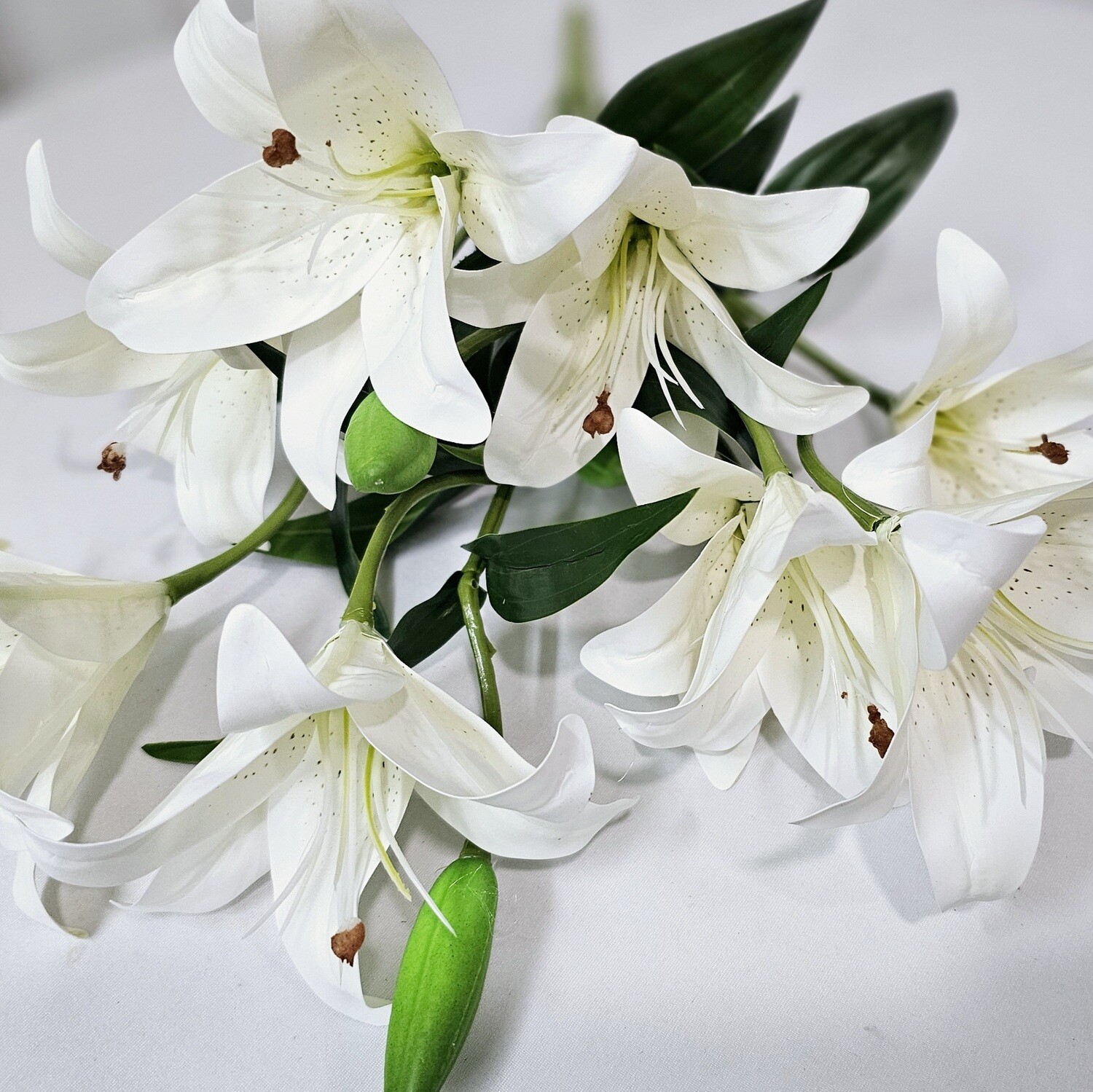 Lily Bush x9 WH