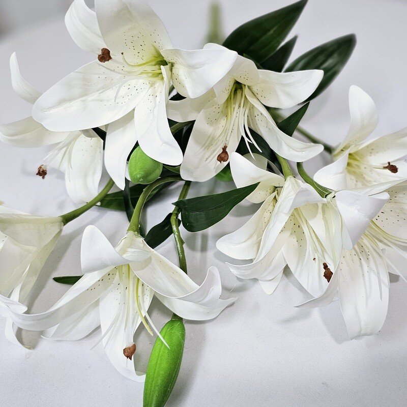 Lily Bush x9 WH