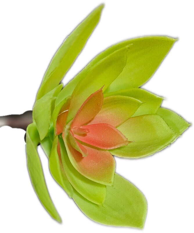 Succulent Aloe Pick