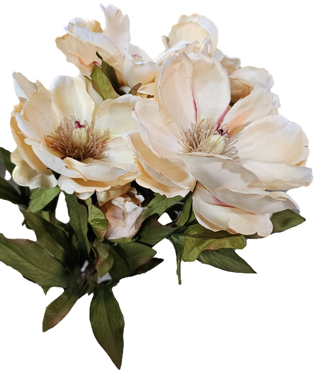 Magnolia bush -Butter