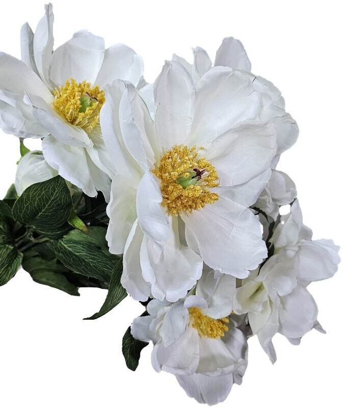 Magnolia Bush CR