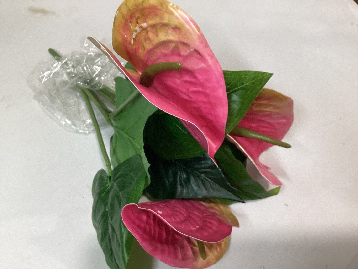 Anthurium Bush x9 FU