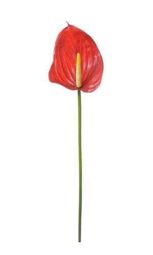 ANTHURIUM (L) 36&quot; - RED
