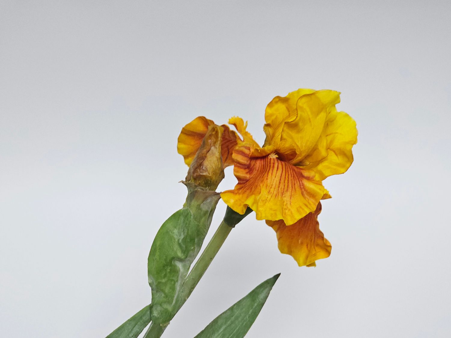 German Iris