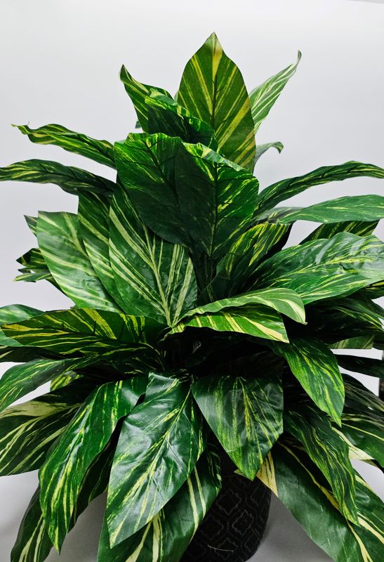 pathos plant