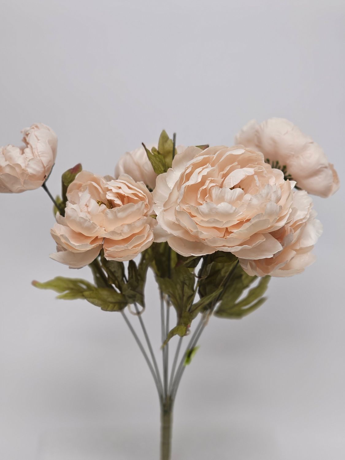 Peony Bush x 7 H20 - BE