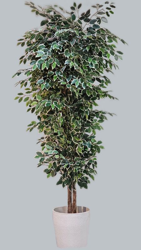 7’ Hawaiian Ficus Tree