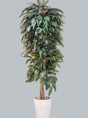 7' MANGO LEAF TREE