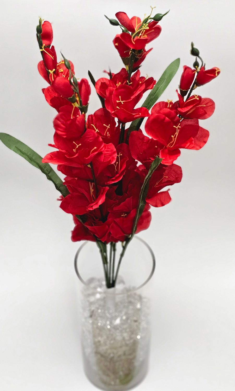 Gladiolus Bush x5 Red