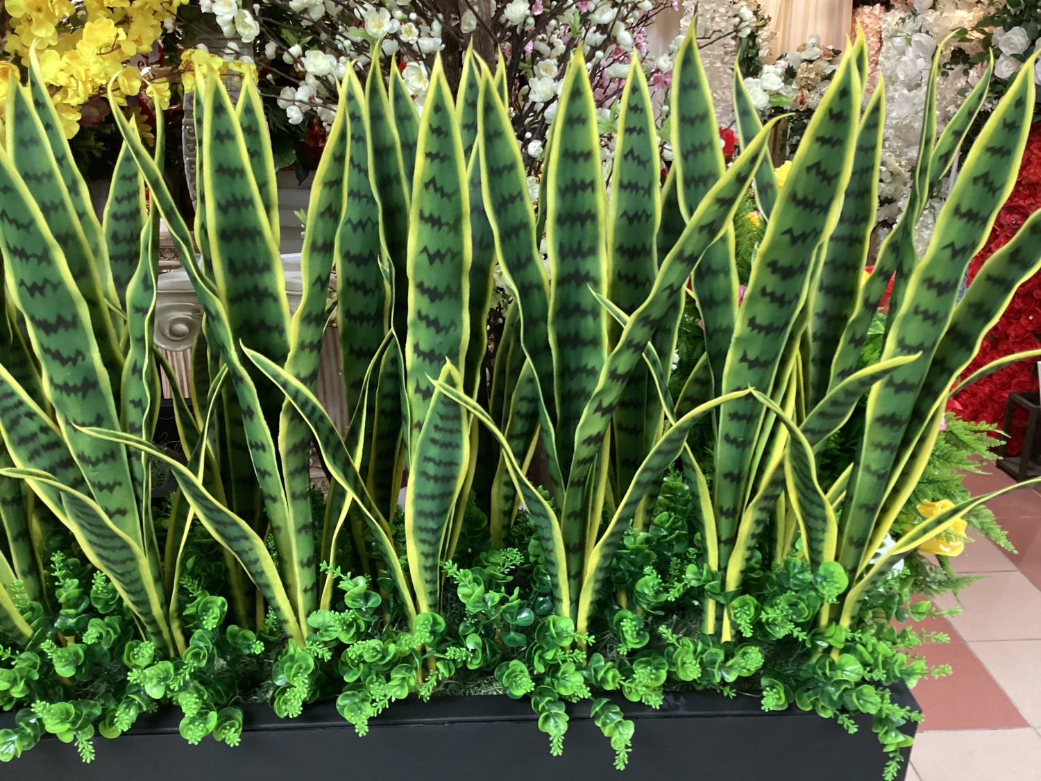 Sanseveria w/Greenery in Planter