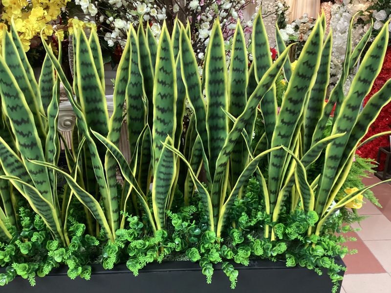 Sanseveria w/Greenery in Planter