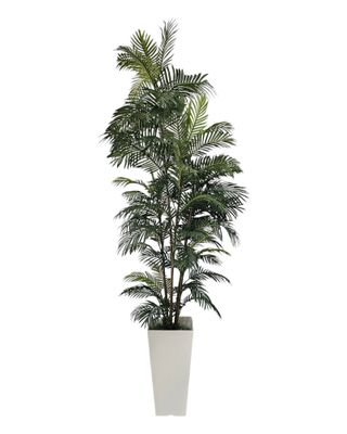 8’ Areca Palm Tree x6
