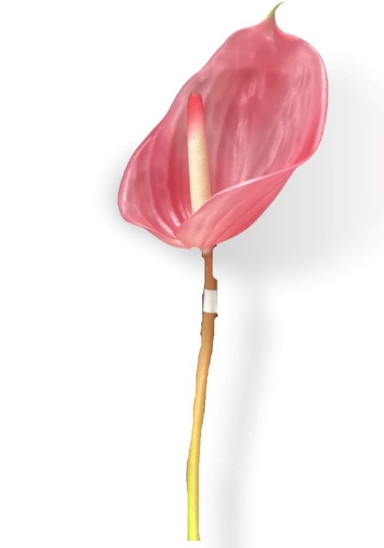 23.6&quot;ANTHURIUM SPRAY BT