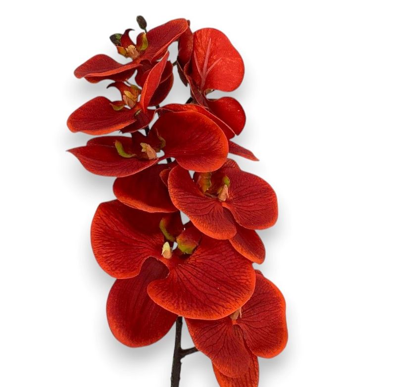 29&quot;PHALAENOPSIS SPRAY BC