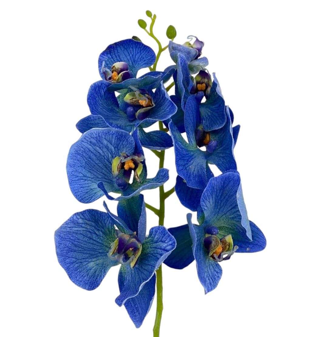 30&quot;PHALAENOPSIS SPRAY DL