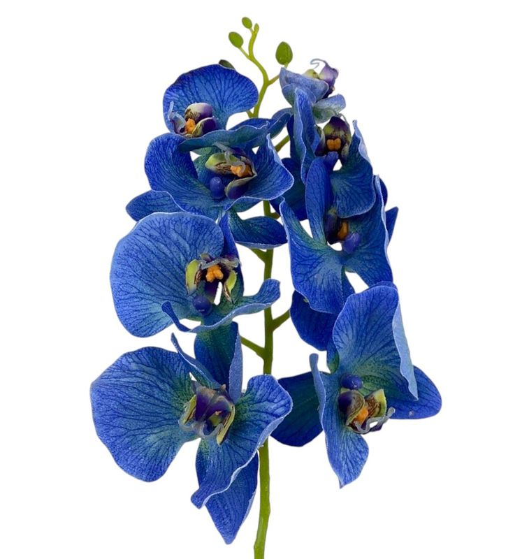 30&quot;PHALAENOPSIS SPRAY DL