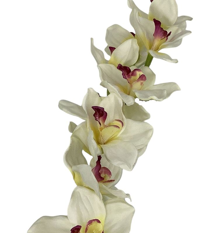 36&quot;CYMBIDIUM SPRAY CR/BU