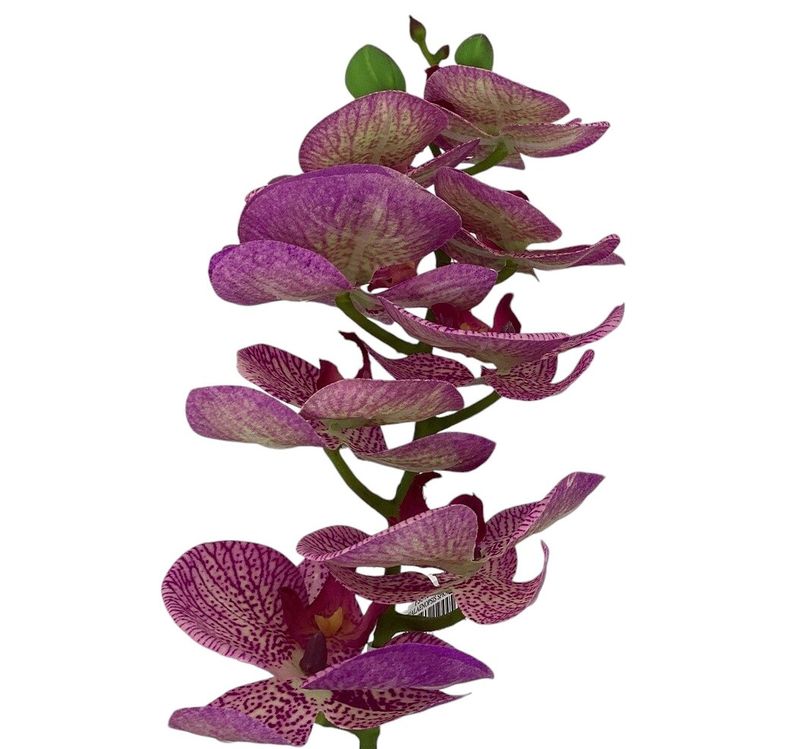 28&quot;PHALAENOPSIS SPRAY CE/OC