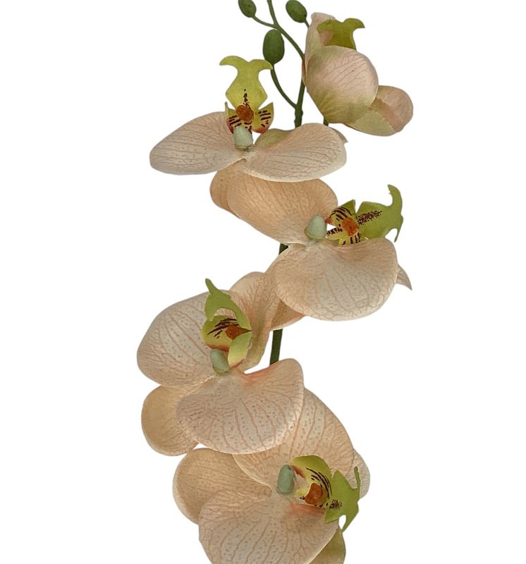 26&quot;PHALAENOPSIS SPRAY PE/CR