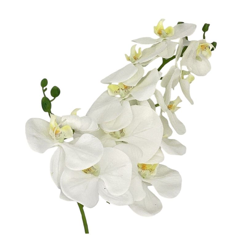 34&quot;PHALAENOPSIS SPRAY CR