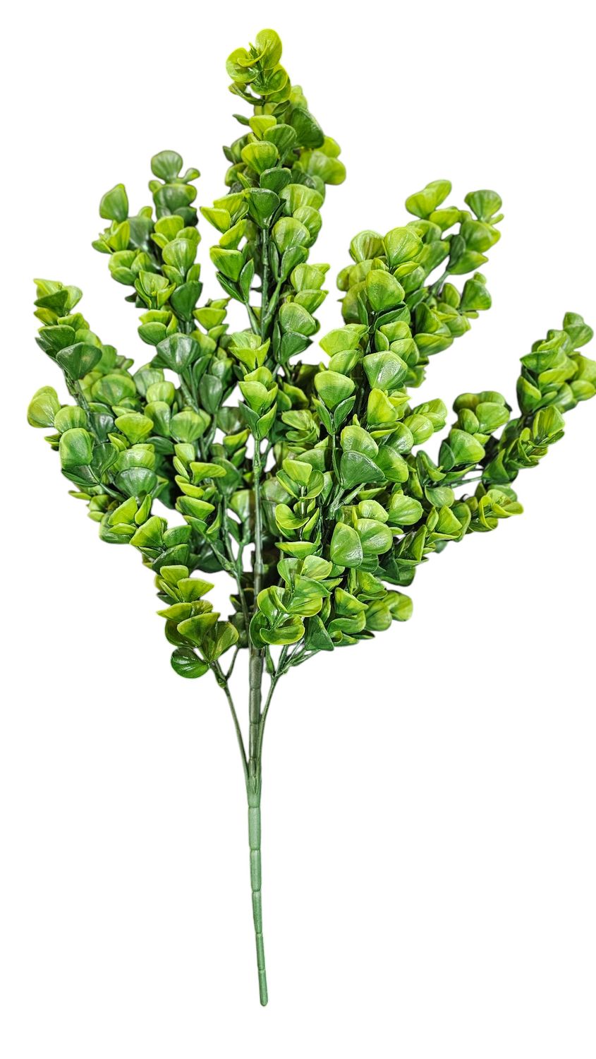 Boxwood Filler Bush x6