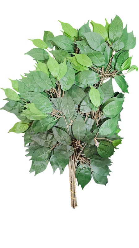 Ficus Spray by Doz