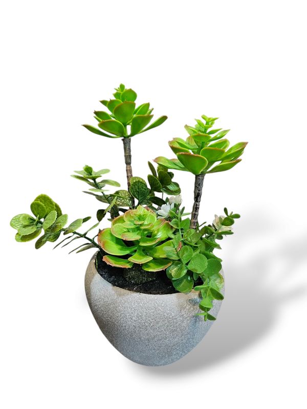 Succulent in Pot - 50% Off