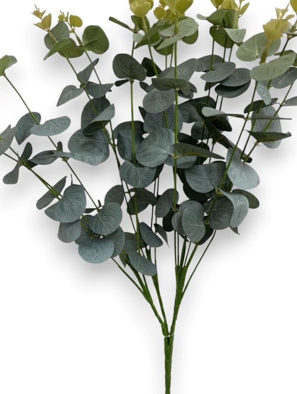 Eucalyptus Bush x 16 - FROST