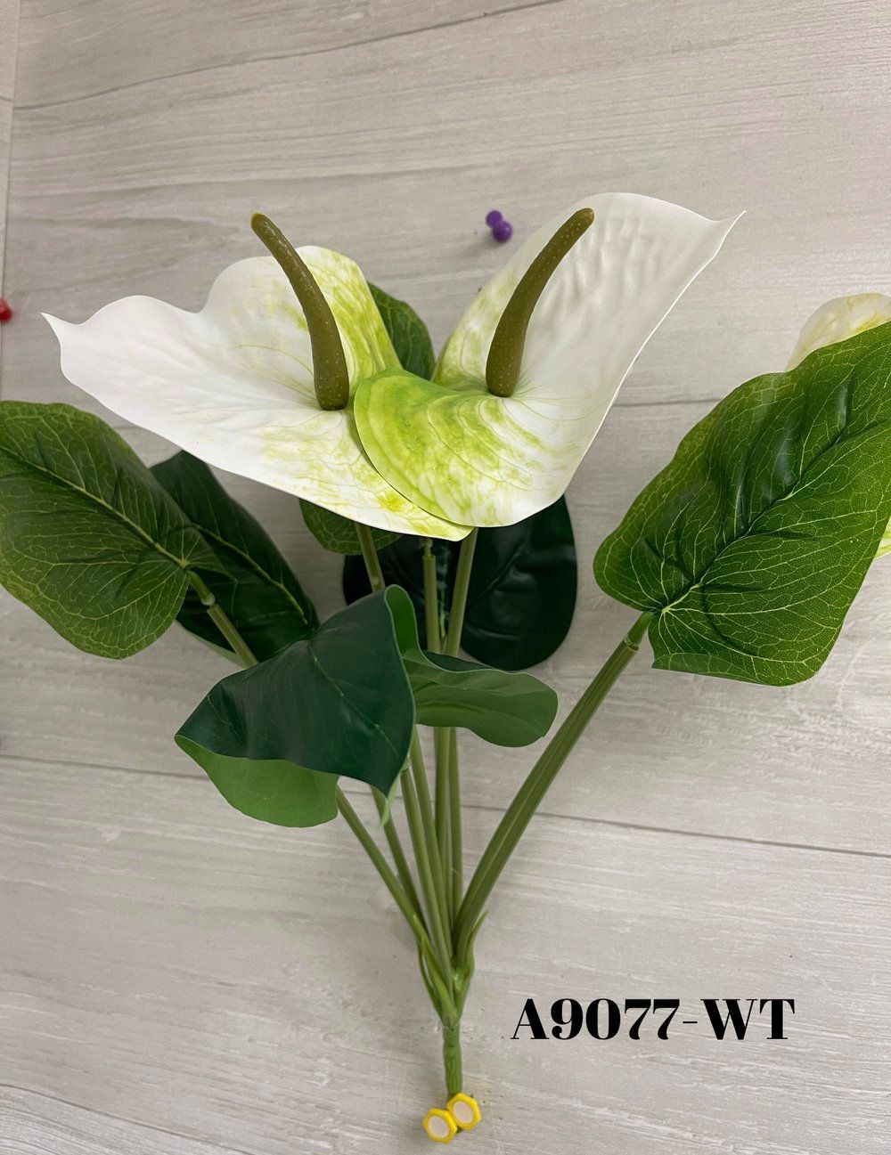 Anthurium Bush x9 WT