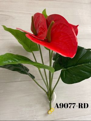 Anthurium Bush x9 RD