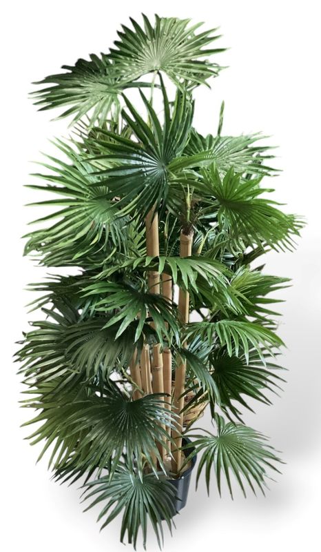 4’ Fan Palm plant