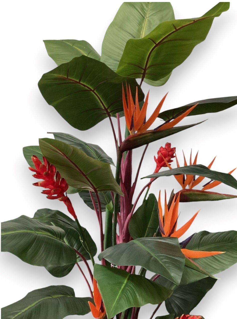 5&#39; Philodendron x 3 with Tropical Flowers