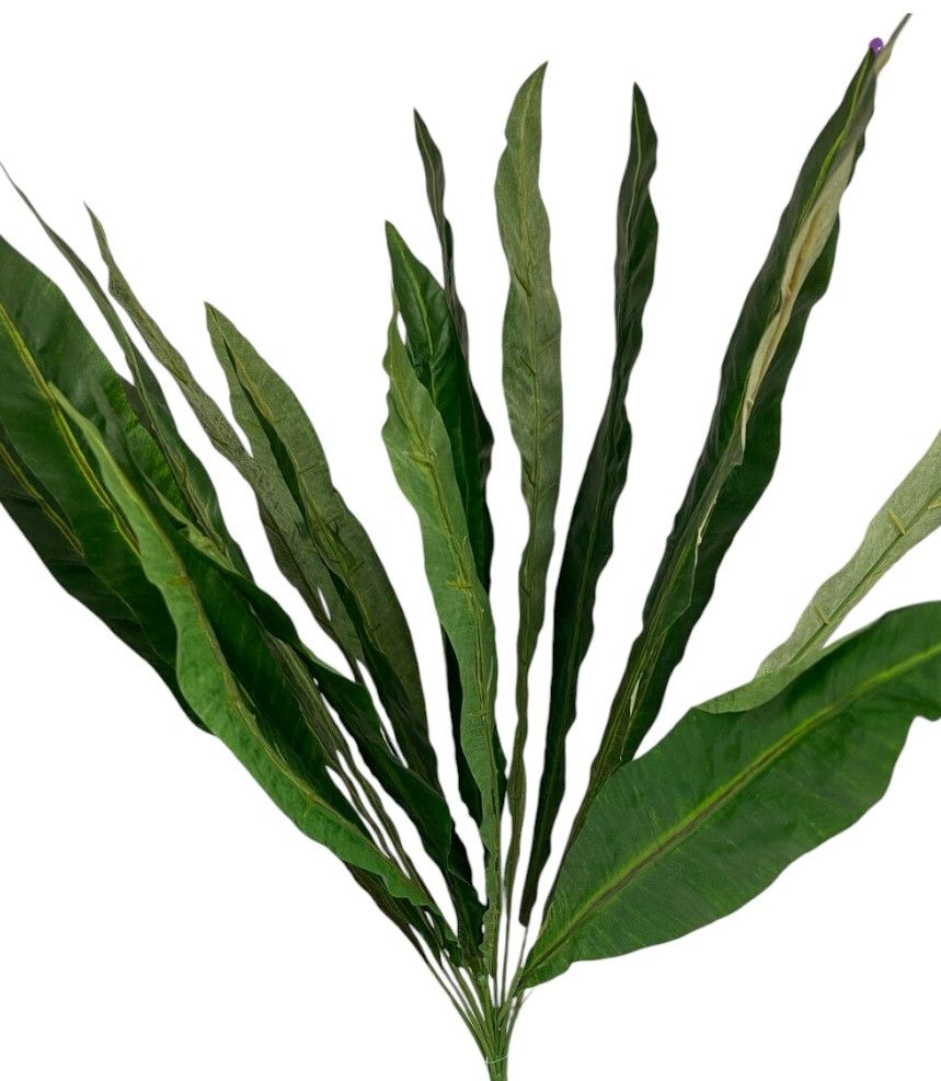 Bird’s Nest Fern Bush x18