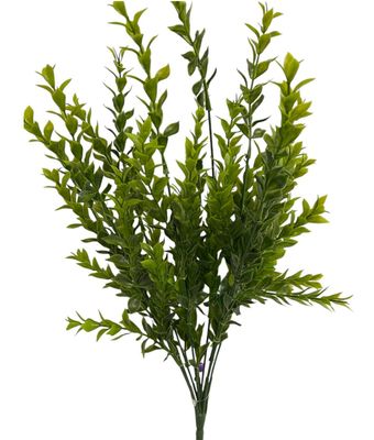 Boxwood Bush A9004