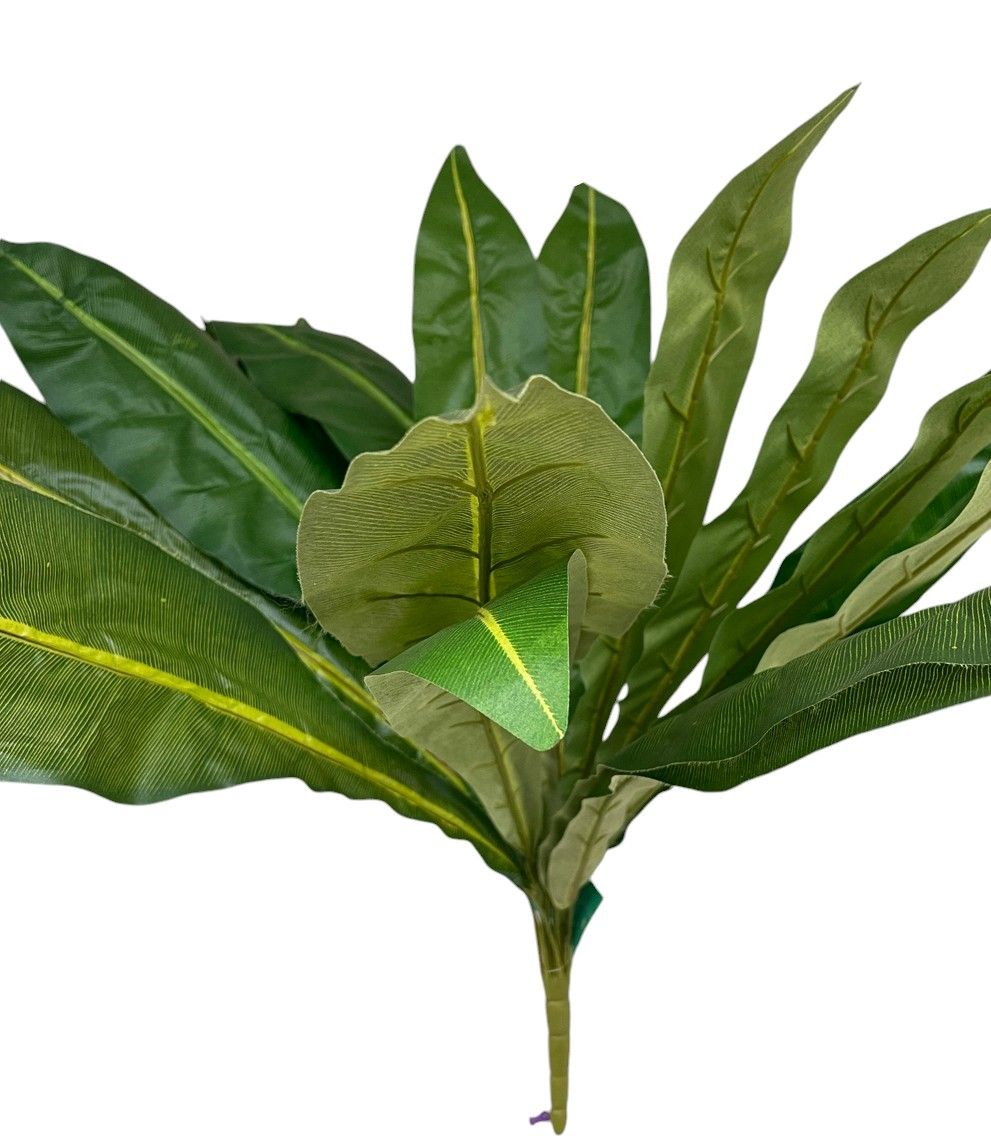 Bird’s Nest Fern Bush x18