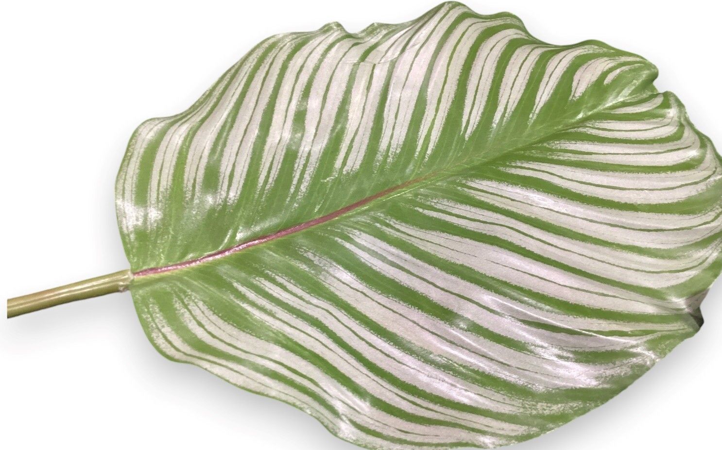 Calathea leaf -L