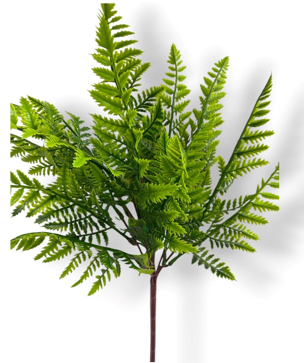Leather Fern Filler Bush x7