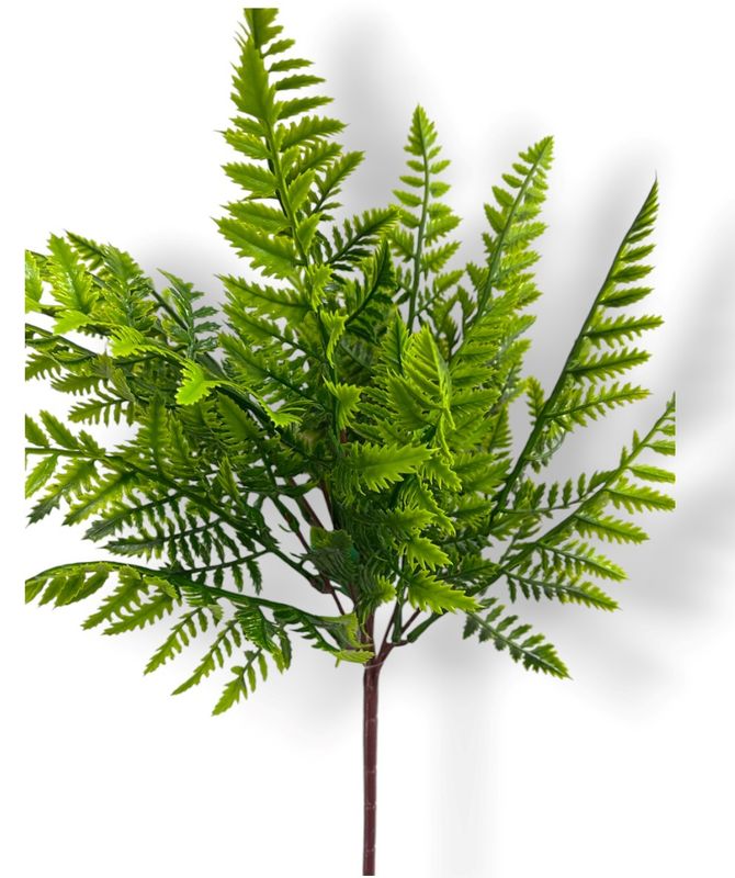 Leather Fern Filler Bush x7