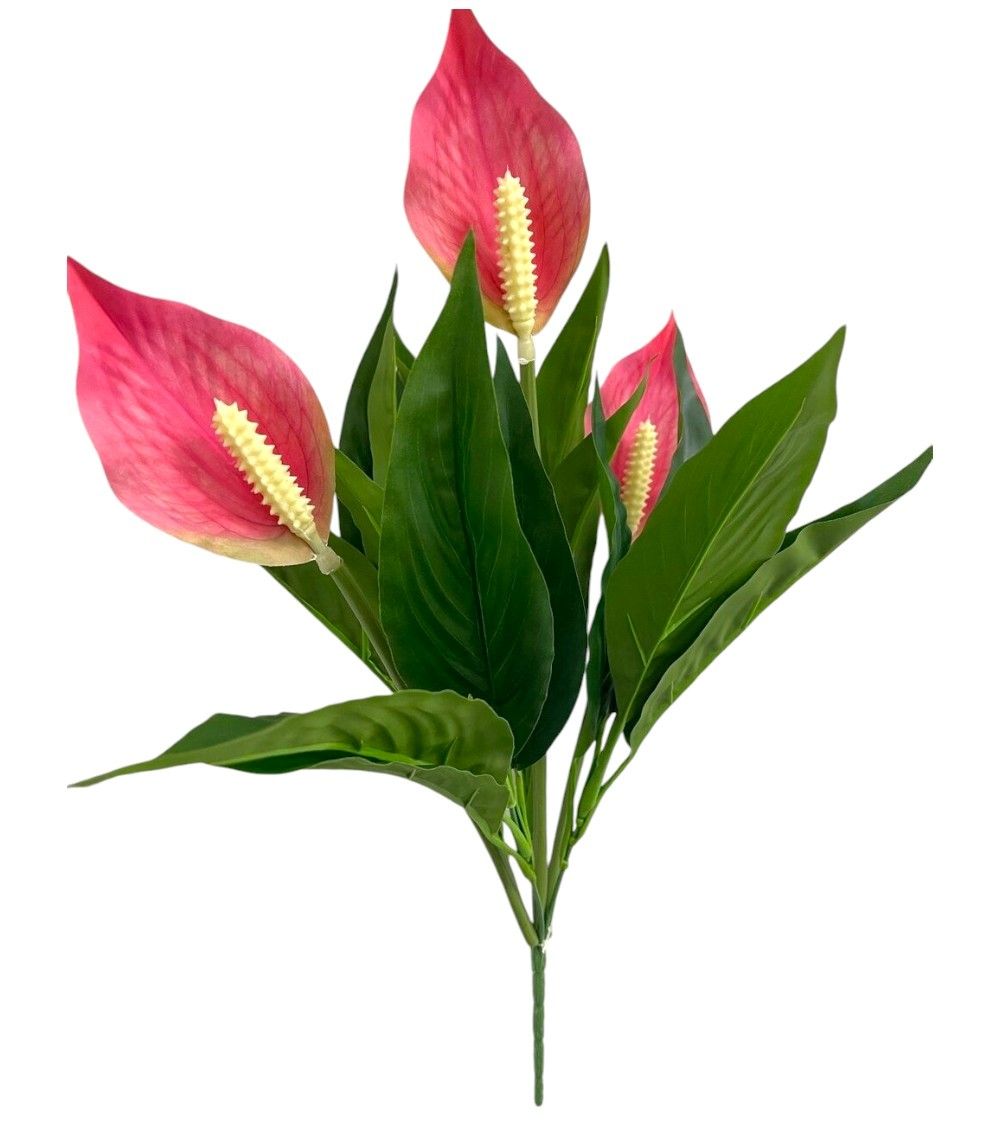 Peace Lily Bush x7 PK